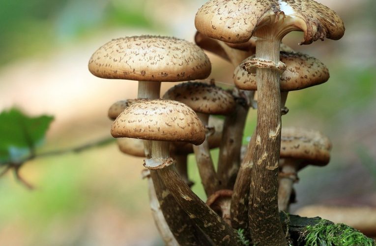 Mushrooms That Act As Turbo-Shots For Your Immune System